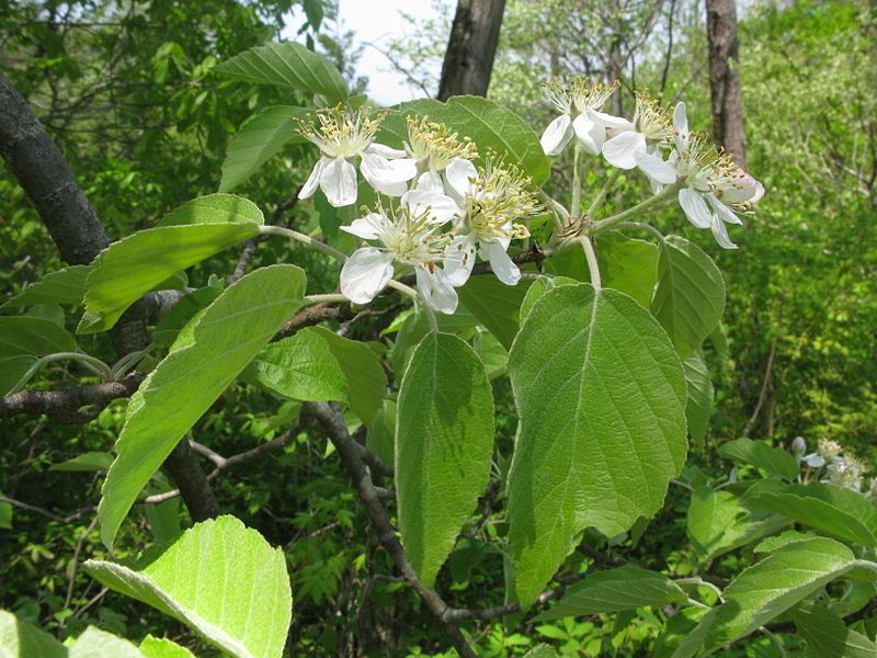 File:Malus tschonoskii 3.JPG