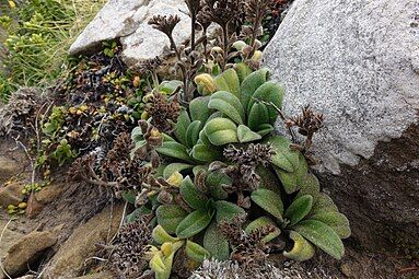 Plants in fruit