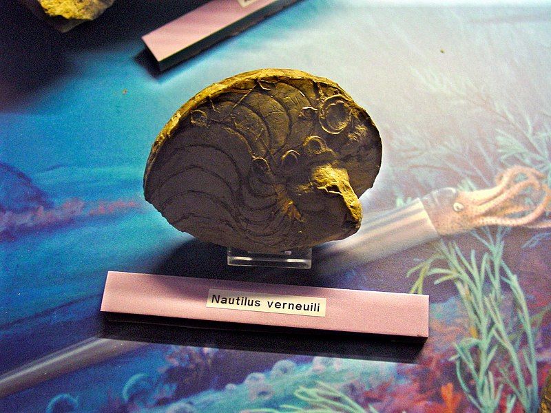 File:Nautilus verneuili.jpg