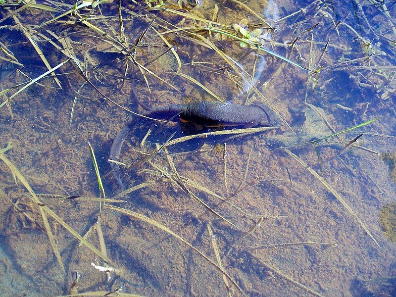 File:Newt under water.JPG