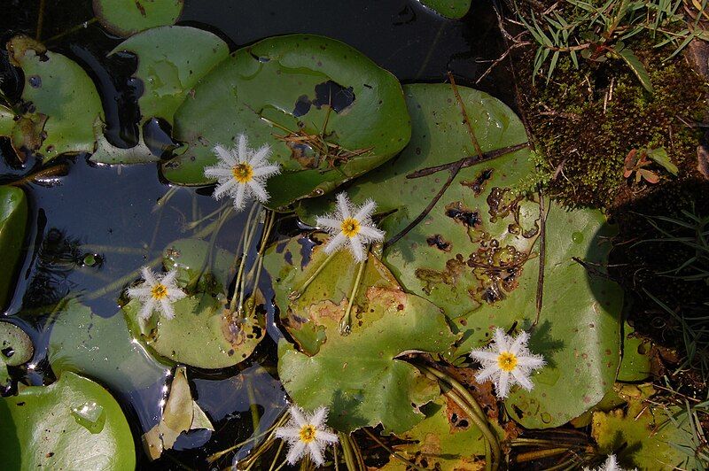 File:Nymphoides indicaRHu2.JPG