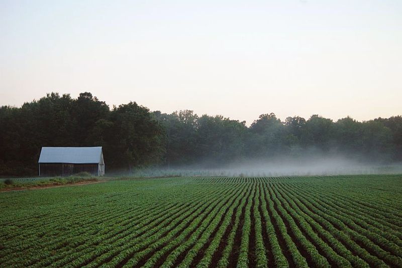 File:OntarioTobaccoBeltFarmSummer2012.jpg