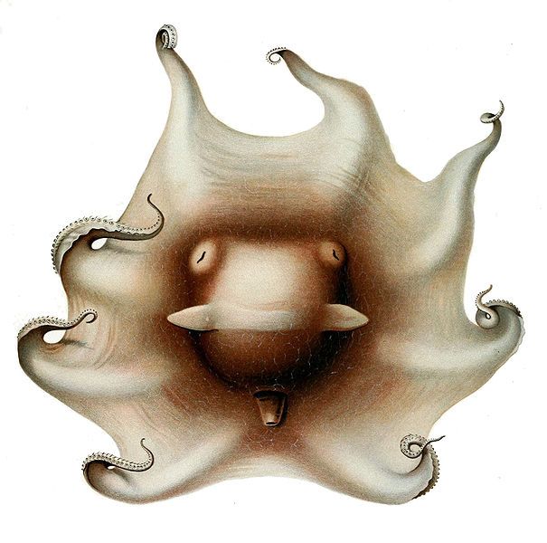 File:Opisthoteuthis extensa2.jpg