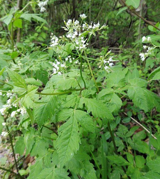 File:Osmorhiza longistylis.jpg