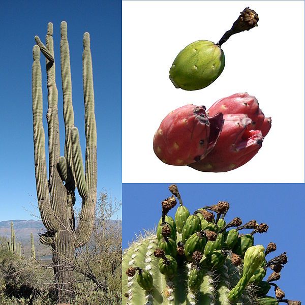 File:Owoce Saguaro.jpg