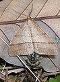 Pachyerannis obliquaria, mating pair – winged male above, small wingless female below