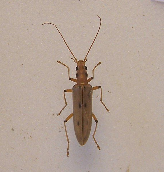 File:Parisopalpus nigronotatus.jpg