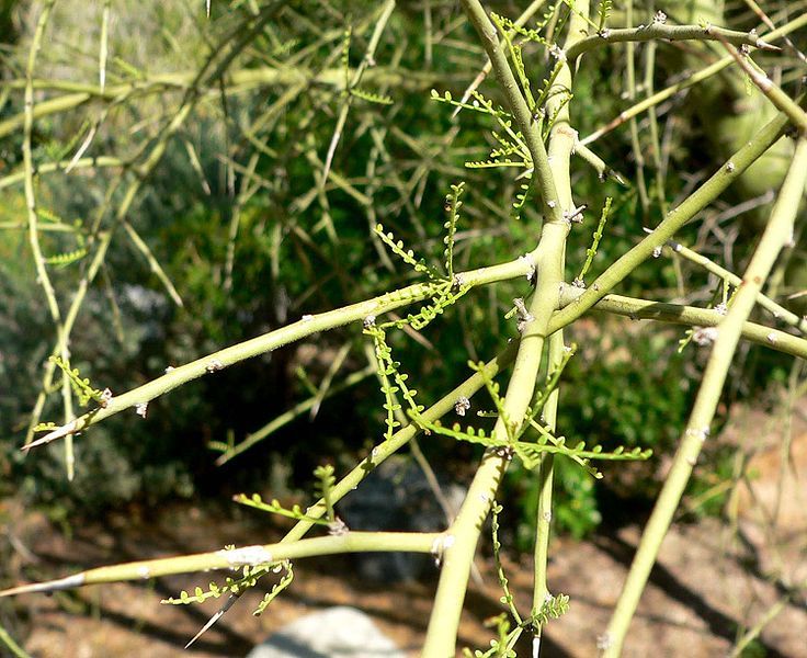 File:Parkinsonia microphylla leaves.jpg