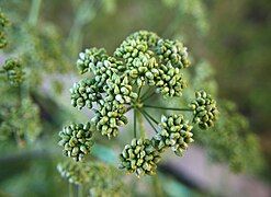 Immature seeds