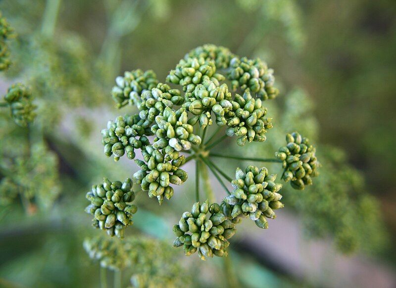 File:Parsley3.jpg