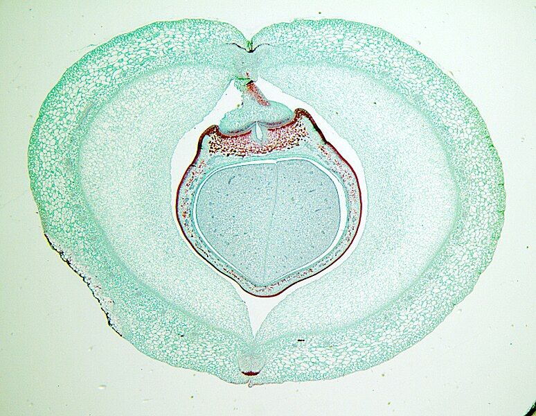 File:Phaseolus fr XS2.jpg