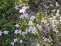 Phlox subulata 'Tamanonagalei'