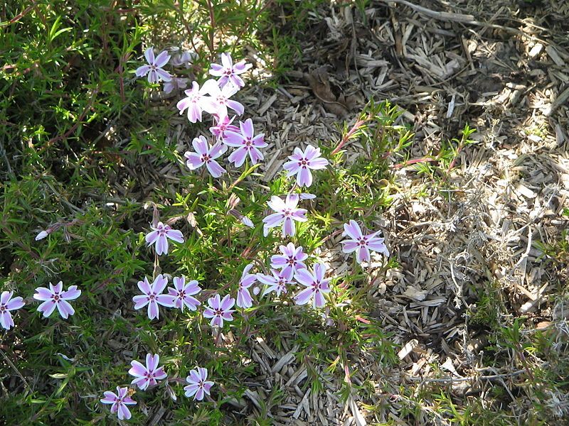 File:Phlox subulata Tamanonagalei01.jpg