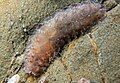 Polynoid scaleworm