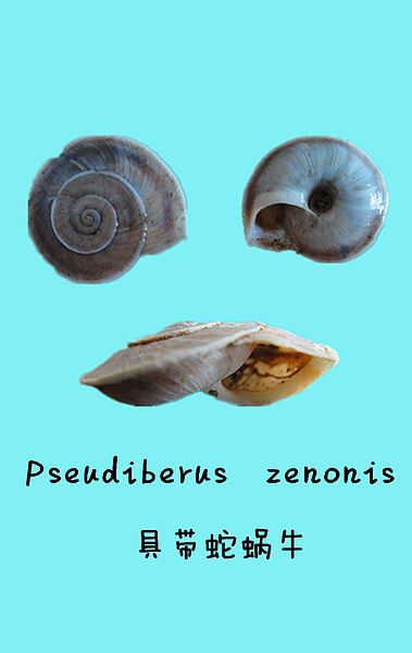 File:Pseudiberus zenonis.jpg