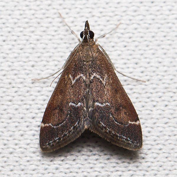 File:Pyrausta napaealis 8276420.jpg