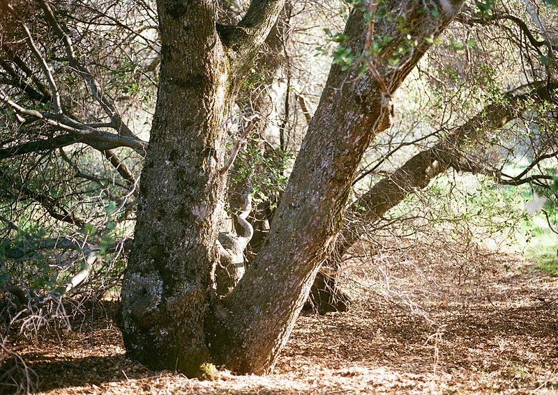 File:Quercus wislizeni trunks.jpg