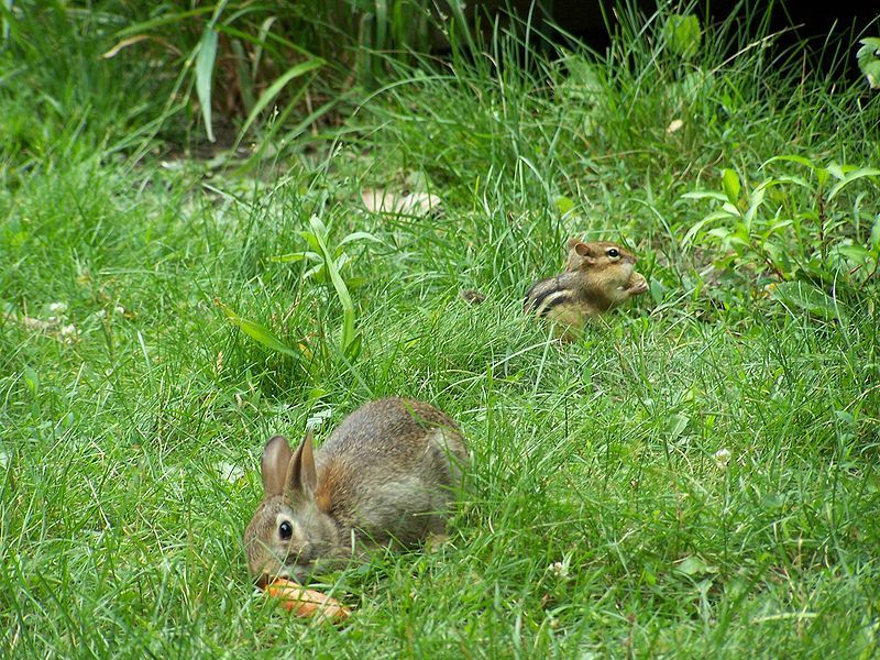 File:Rabitty-and-chip (peanut-and-carrot-related)-Zoom.jpg