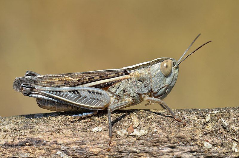 File:Ramburiella hispanica female.jpg