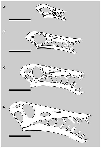 File:Rhamphorhynchus Growth.jpg