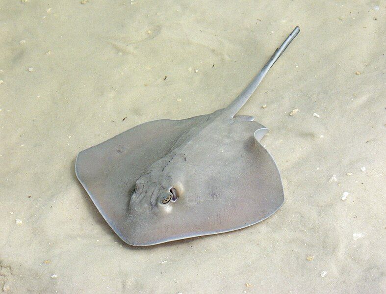 File:SStringray.jpg