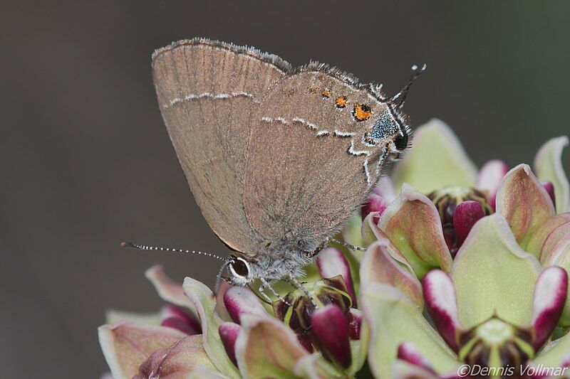 File:Satyrium polingi.jpg