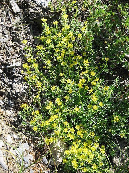 File:Saxifraga aizoides001.jpg