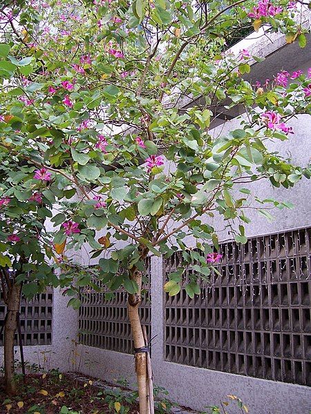 File:Shatin bauhinia tree.jpg