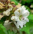 Sidalcea malachroides