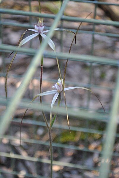 File:SouthKilsythSpiderOrchid 01.JPG