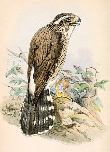 File:Spiziapteryx circumcincta 1862.jpg