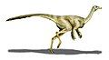 Struthiomimus, an ornithomimid from Alberta