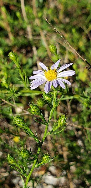 File:Symphyotrichum kentuckiense 233619783.jpg