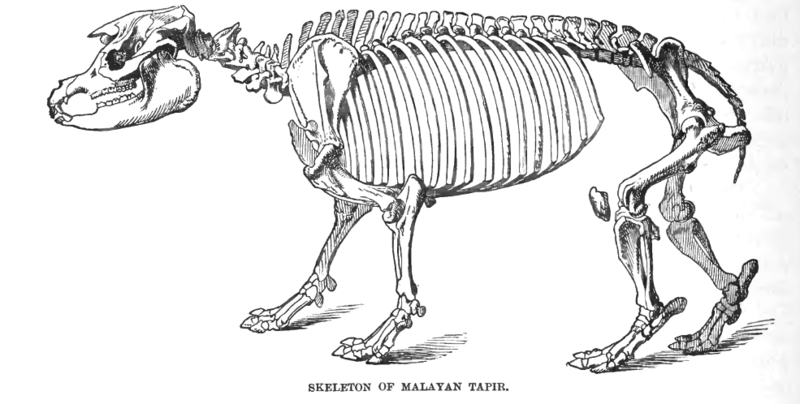 File:TapirSkelLyd2.png