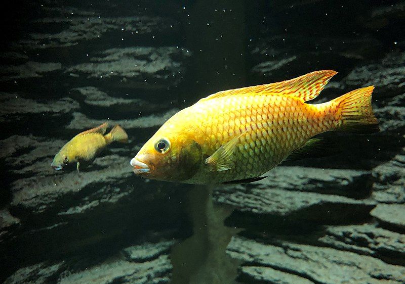 File:Tilapia guinasana.jpg