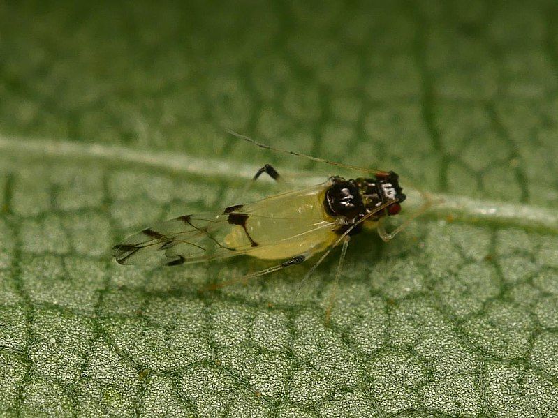 File:Tinocallis takachihoensis.jpg