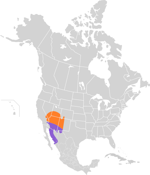 File:Toxostoma bendirei map.svg