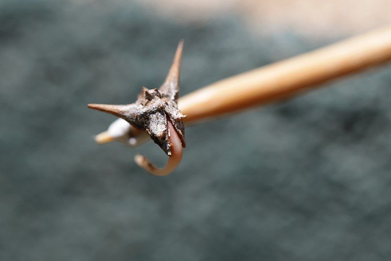 File:Tribulus Terrestris Germinating.jpg