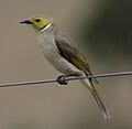 White-plumed honeyeater