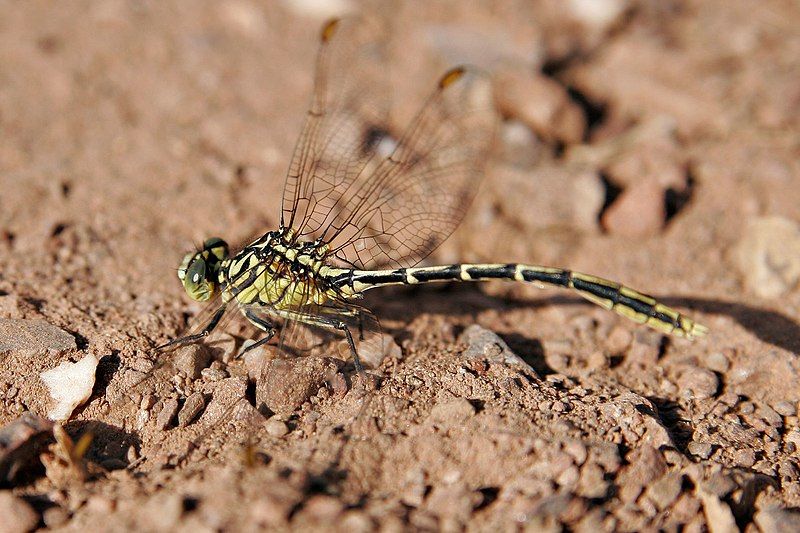 File:Yellow-striped hunter dragonfly.jpg