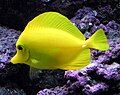 Image 64The usually placid yellow tang can erect spines in its tail and slash at its opponent with rapid sideways movements (from Coral reef fish)