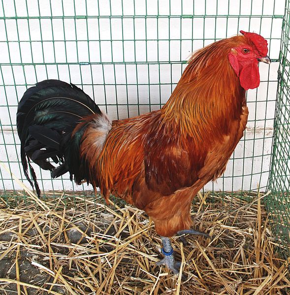 File:Šumava chicken cockerel.jpg