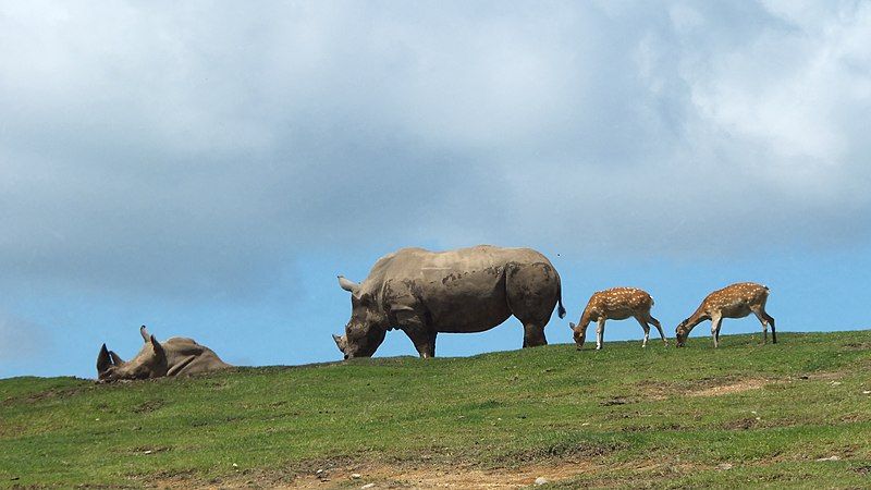 File:九州自然動物公園アフリカンサファリ1.jpg