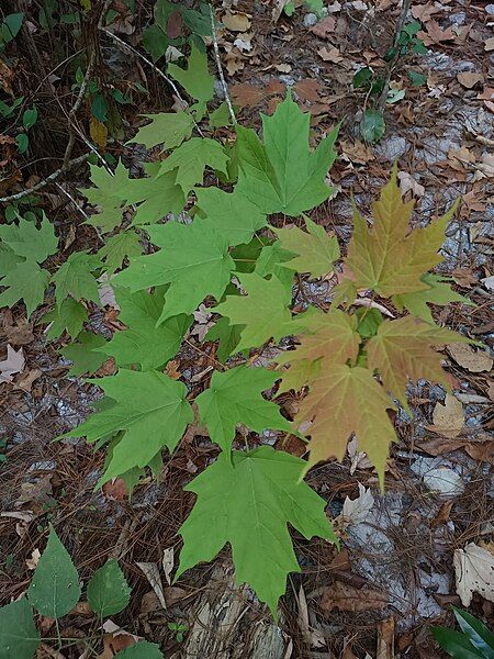 File:Acer binzayedii.jpg