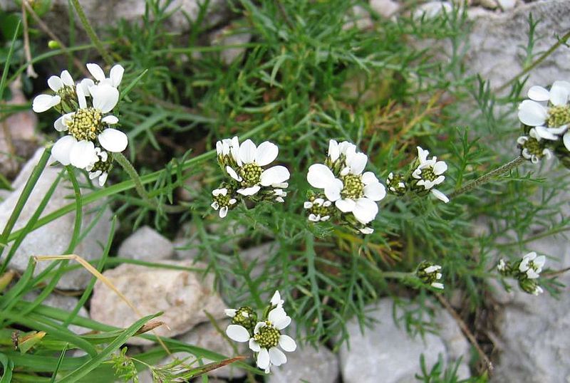 File:Achillea atrata.jpg