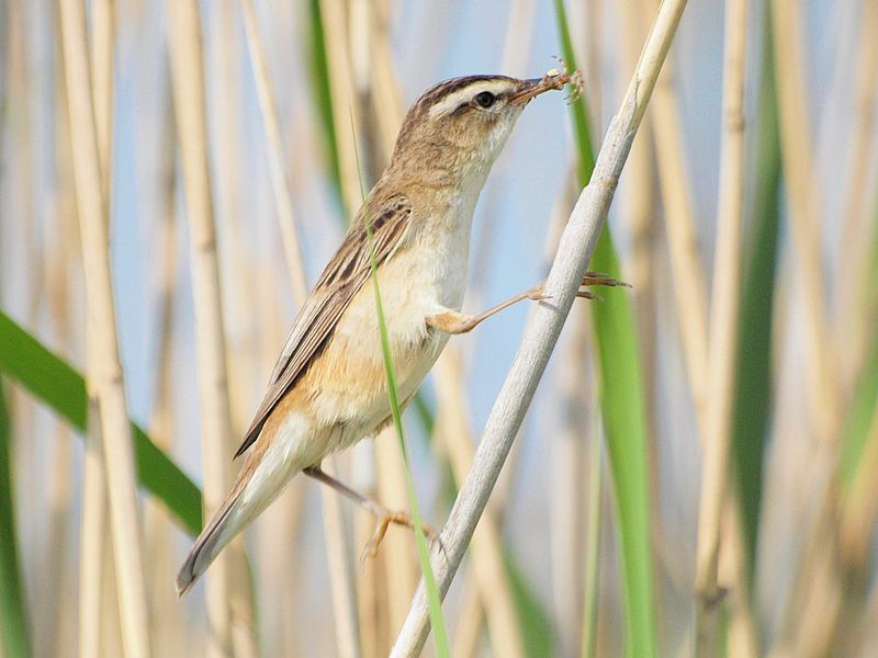 File:Acrocephalus schoenobaenus -Sweden-8.jpg