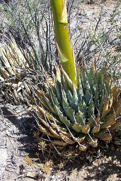 File:Agave utahensis leaves.jpg