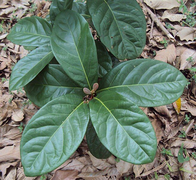 File:Alseodaphne semecarpifolia.jpg