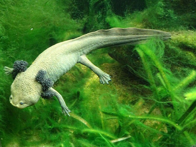 File:Ambystoma dumerilii 2.jpg