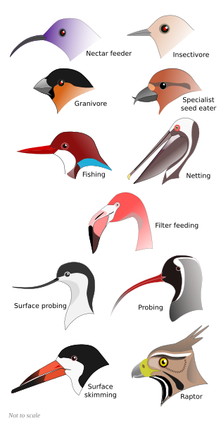 File:BirdBeaks named.svg